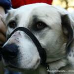 Patch Dog