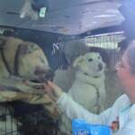 Tanith feeding Nowzad a treat, with Patch Dog, Tali and Max in the background.