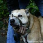 Nowzad himself!